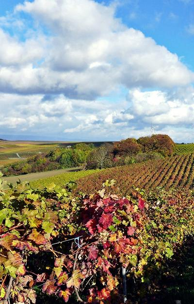 Weinberg bei Nieder-Olm