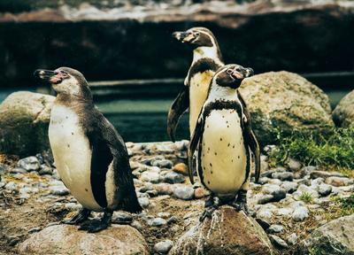 Drei Humboldt-Pinguine sitzen im Zoo auf einem Stein.