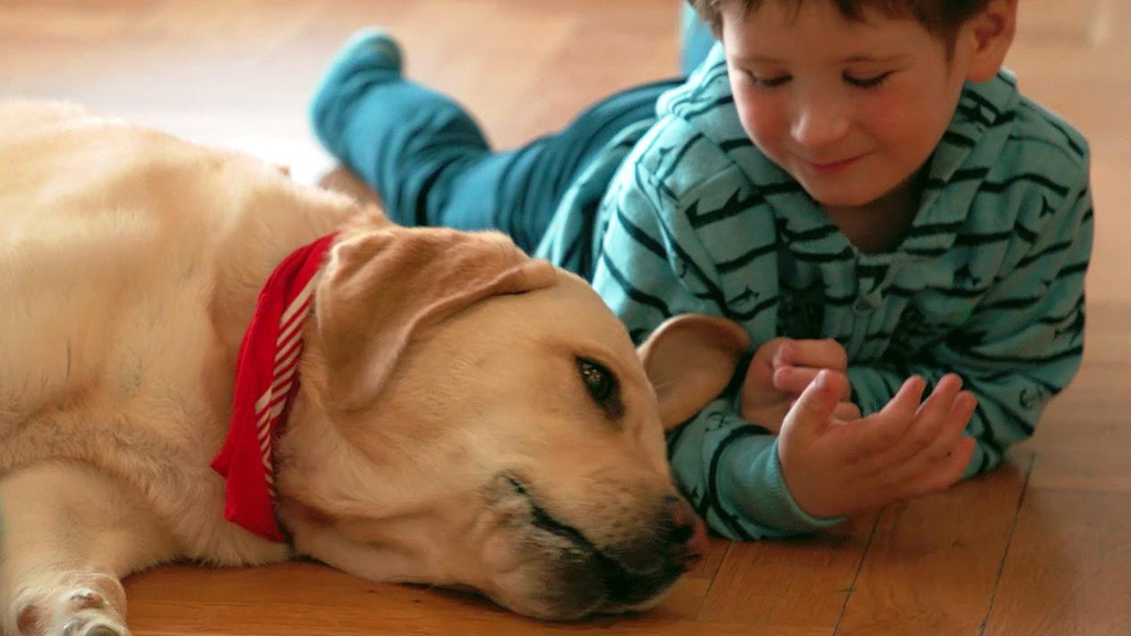 Ein Junge lächelt einen Hund an.