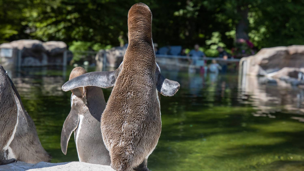 Humboldt-Pinguin Pünktchen sitzt im Rostocker Zoo auf einem Felsen.