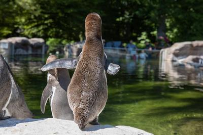 Humboldt-Pinguin Pünktchen sitzt im Rostocker Zoo auf einem Felsen.