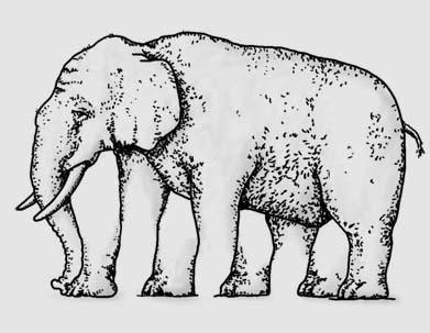Grafik eines Elefanten, die so gezeichnet ist, dass die Anzahl der Beine nur mühevoll nachzuzählen ist.